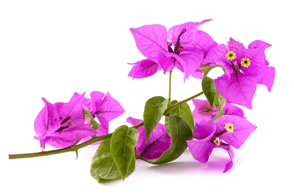 bougainvillea