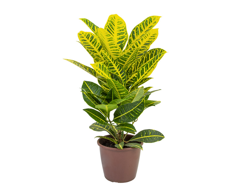 croton