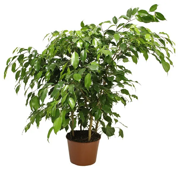 ficusbenjamina