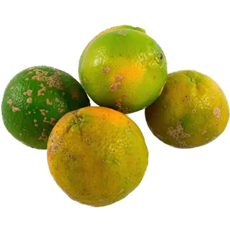 limaocravo