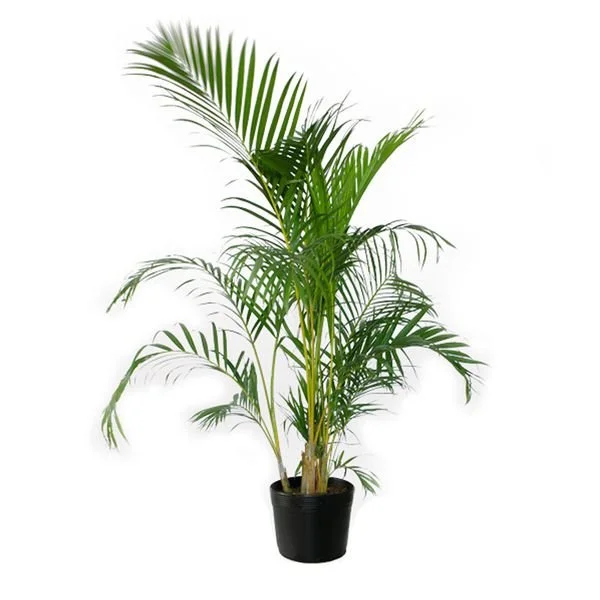 palmeiraareca